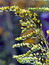 Solidago canadensis, Kanadische Goldrute, Färbepflanze Solidago canadensis, Kanadische Goldrute, Färbepflanze, Färberpflanze, Pflanzenfarben, färben, Klostergarten Seligenstadt